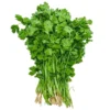 Coriander_TFM