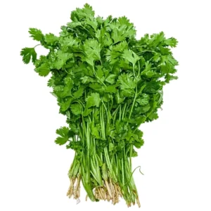 Coriander_TFM